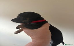 Mixed Breed dogs for sale: Yorkshire terrier x jack Russel *READY NEXT WEEK* - Image 13