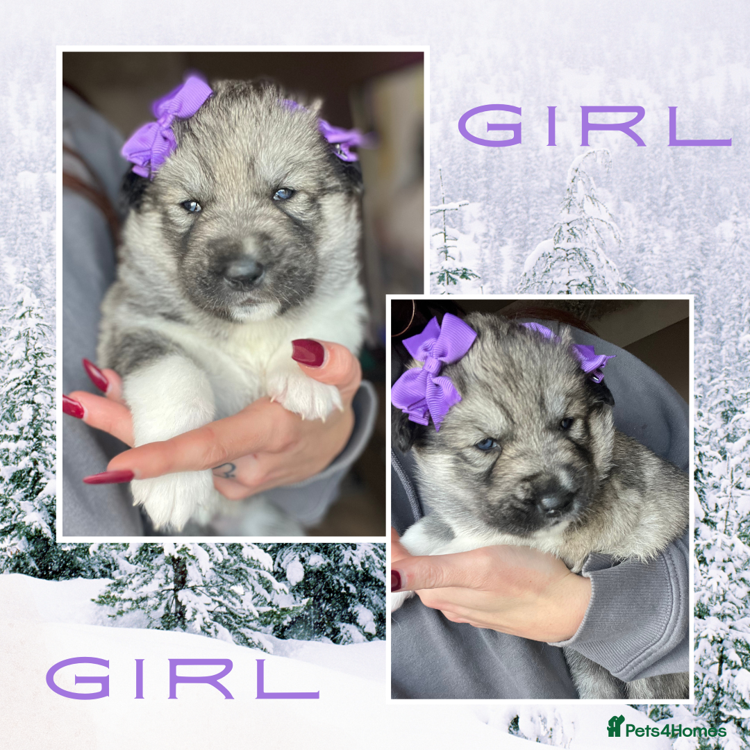 Siberian Husky dogs for sale: Beautiful Siberian Husky Puppies - Advert 6