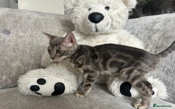 Bengal cats for sale: Adorable Female Blue Bengal Kitten TICA REG - Image 31