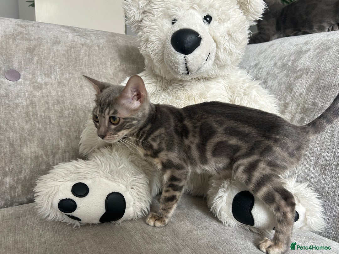Bengal cats for sale: Adorable Female Blue Bengal Kitten TICA REG - Image 31