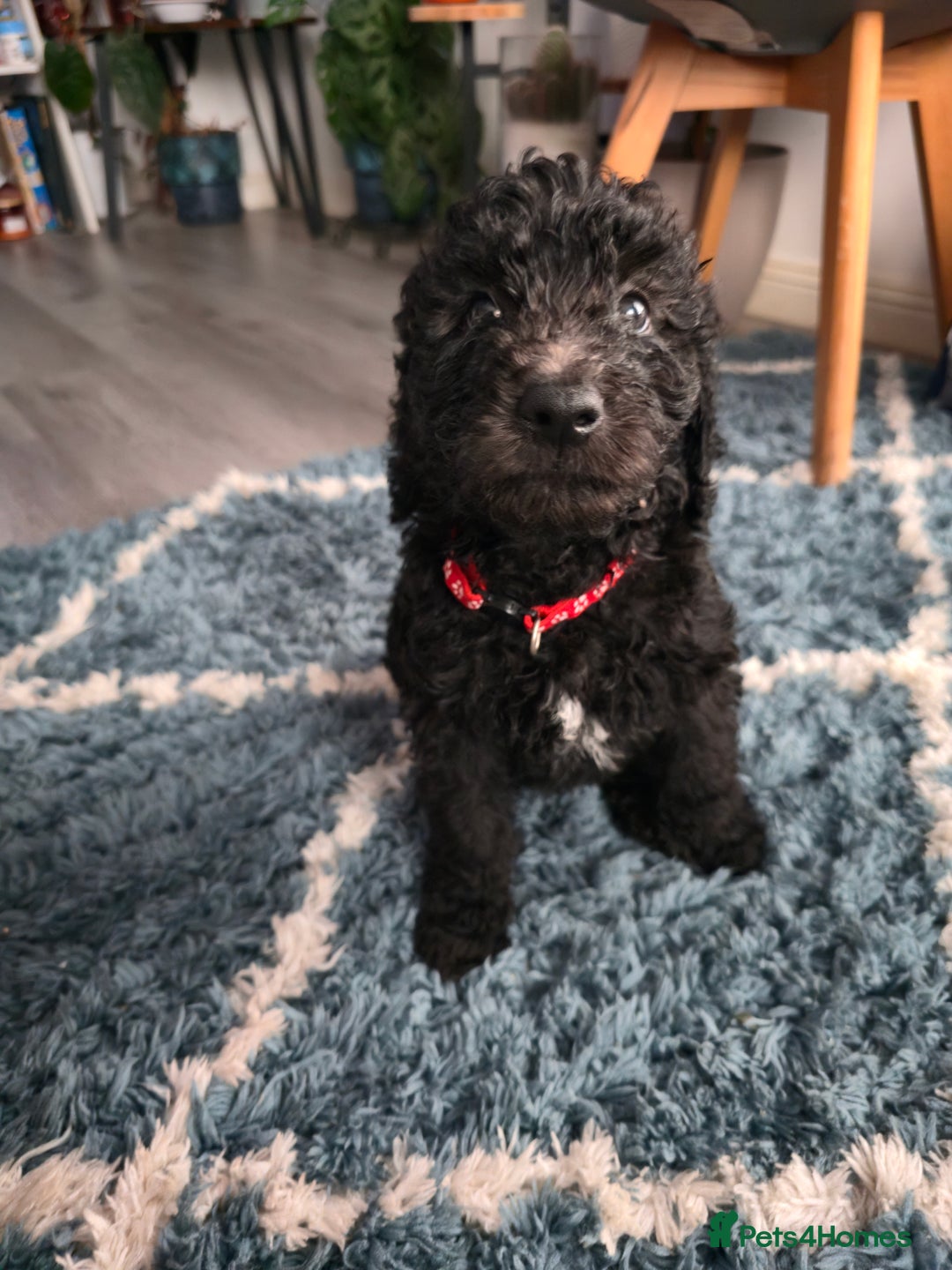 Goldendoodle dogs for sale: Ready Now ! F1B Standard Goldendoodle!  - Image 6