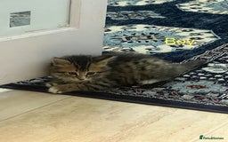 British Shorthair cats for sale: 🐾 British Shorthair mix kittens for sale 🐾  - Image 11