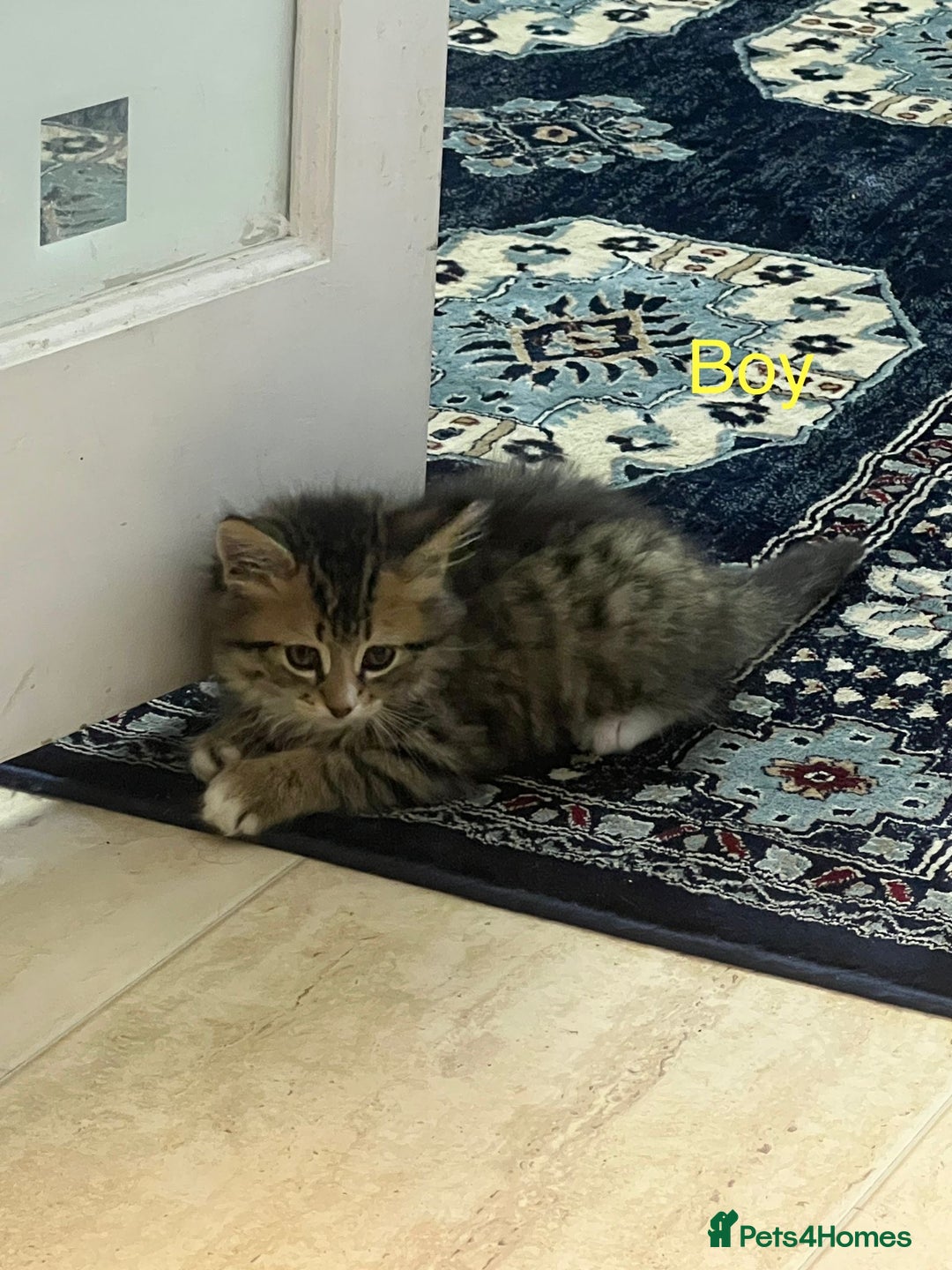British Shorthair cats for sale: 🐾 British Shorthair mix kittens for sale 🐾  - Image 11