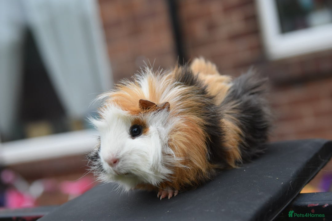 Guinea Pig rodents for sale: 9 Month Old Male Guinea Pigs Looking For Homes in Wigan - Image 6