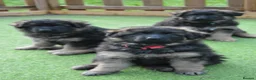 German Shepherd dogs for sale: KC, DM clear, health tested, German Shepherds  - Advert 14
