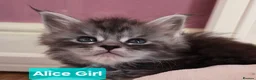 Maine Coon cats for sale: Mainecoon Kittens Tica Reg - Advert 16
