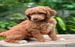 Standard Poodle dogs for sale: Standard Poodle Puppies Looking for Their Families - Image 4