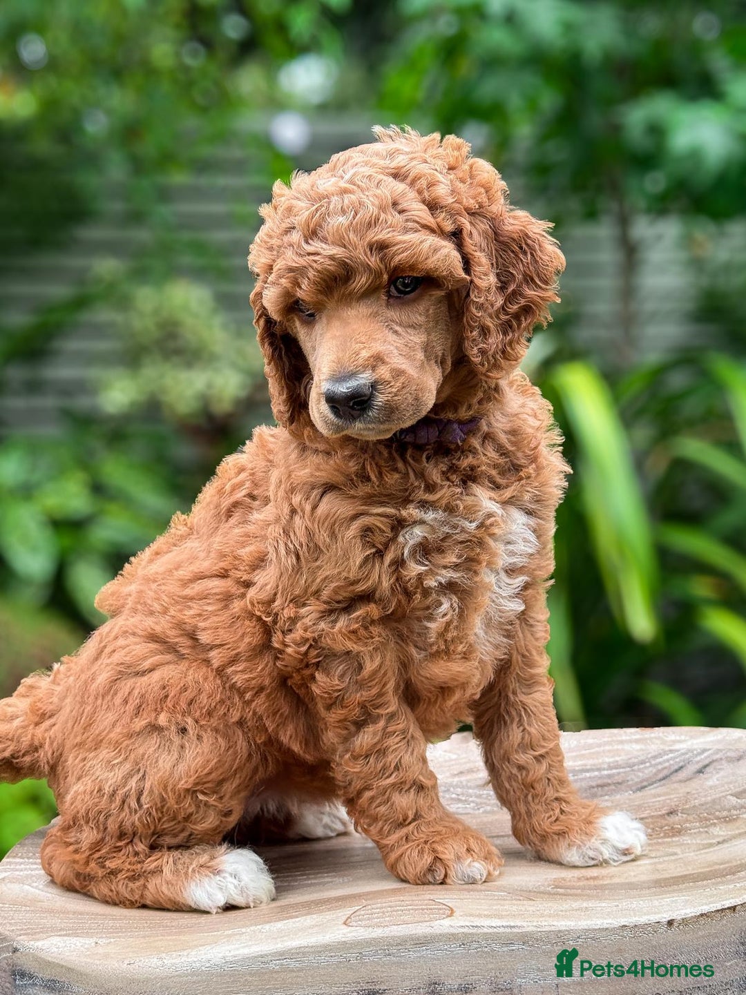 Standard Poodle dogs for sale: Standard Poodle Puppies Looking for Their Families - Image 4