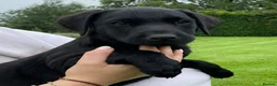 Labrador Retriever dogs for sale: 2 working black labrador puppies KC Registered  in Beaminster - Advert 8