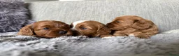 Cavapoo dogs for sale: Cavapoo puppies,health tested parents 5* licensed  - Advert 12
