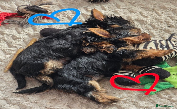 Yorkshire Terrier dogs - Advert 1