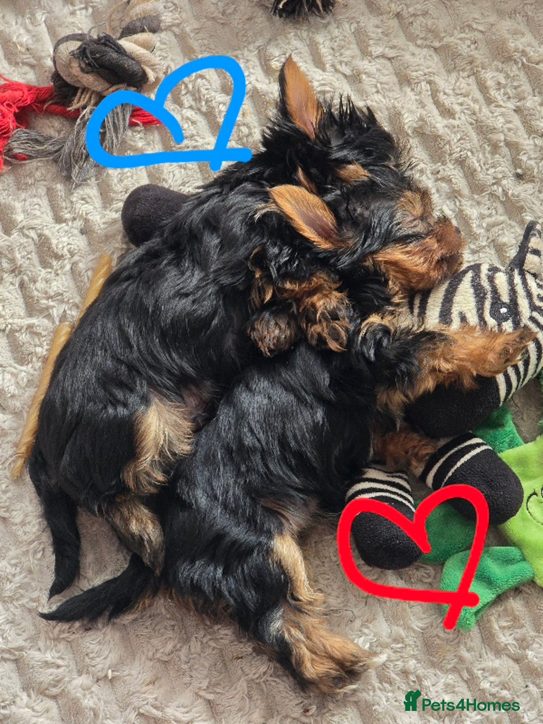 Yorkshire Terrier dogs for sale: Tiny gorgeous baby boys - Image 1