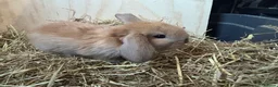 Mini Lop rabbits for sale: 🐰Adorable Mini Lops Kits🐰 - Advert 11