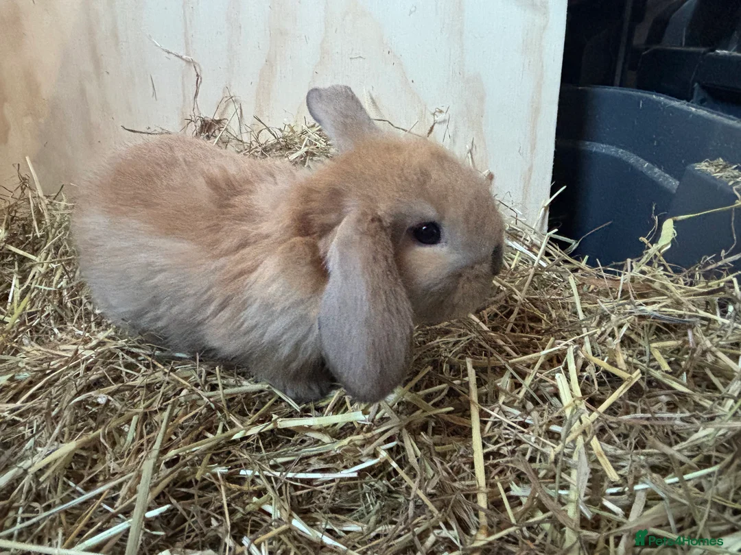 Mini Lop rabbits for sale: 🐰Adorable Mini Lops Kits🐰 - Advert 11