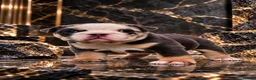 English Bulldog dogs for sale: Stunning English Bulldog Puppies in Stockport - Advert 9