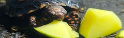 Tortoise reptiles for sale: Redfoot cherryhead tortoise - Advert 2