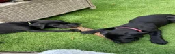 Labrador Retriever dogs for sale: DRAKESHEAD LABRADOR RETRIEVER - Advert 11