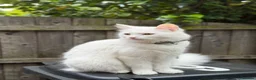 Mixed Breed cats for sale: Snowy kitten and calico  - Advert 1