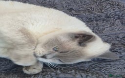British Shorthair cats for sale: Lovely blue colourpoint girl in Ashton-under-Lyne - Image 6