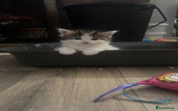 Mixed Breed cats for sale: Kittens for sale  - Image 7