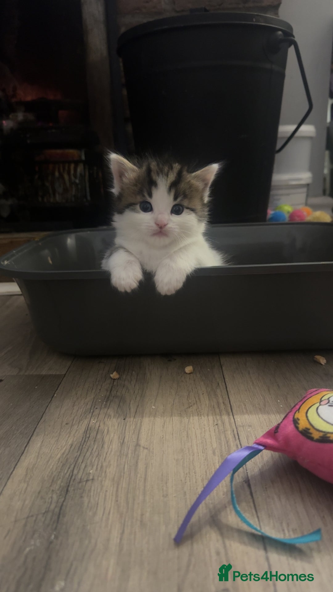 Mixed Breed cats for sale: Kittens for sale  - Image 7