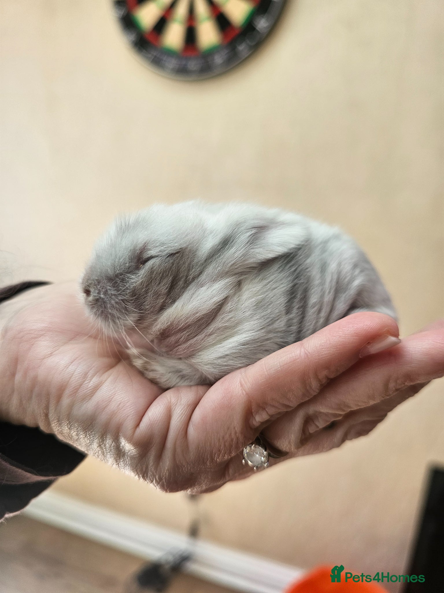 Lionhead rabbits Lionhead Bunnies - Advert 2