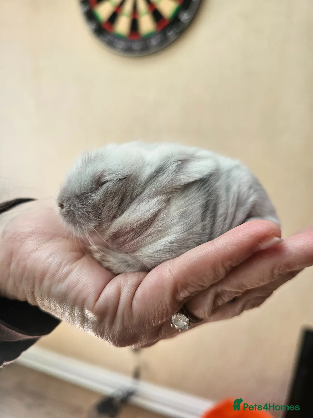 Lionhead rabbits for sale: Lionhead Bunnies - Advert 1