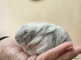 Lionhead rabbits Lionhead Bunnies - Advert 5