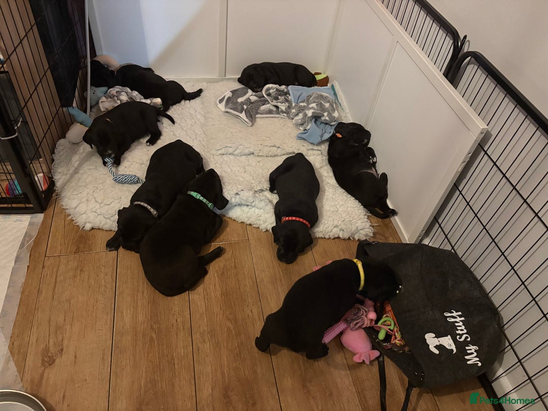 Mixed Breed dogs for sale: Beautiful Dalmador (lab X Dalmatian) puppies..!  - Advert 24