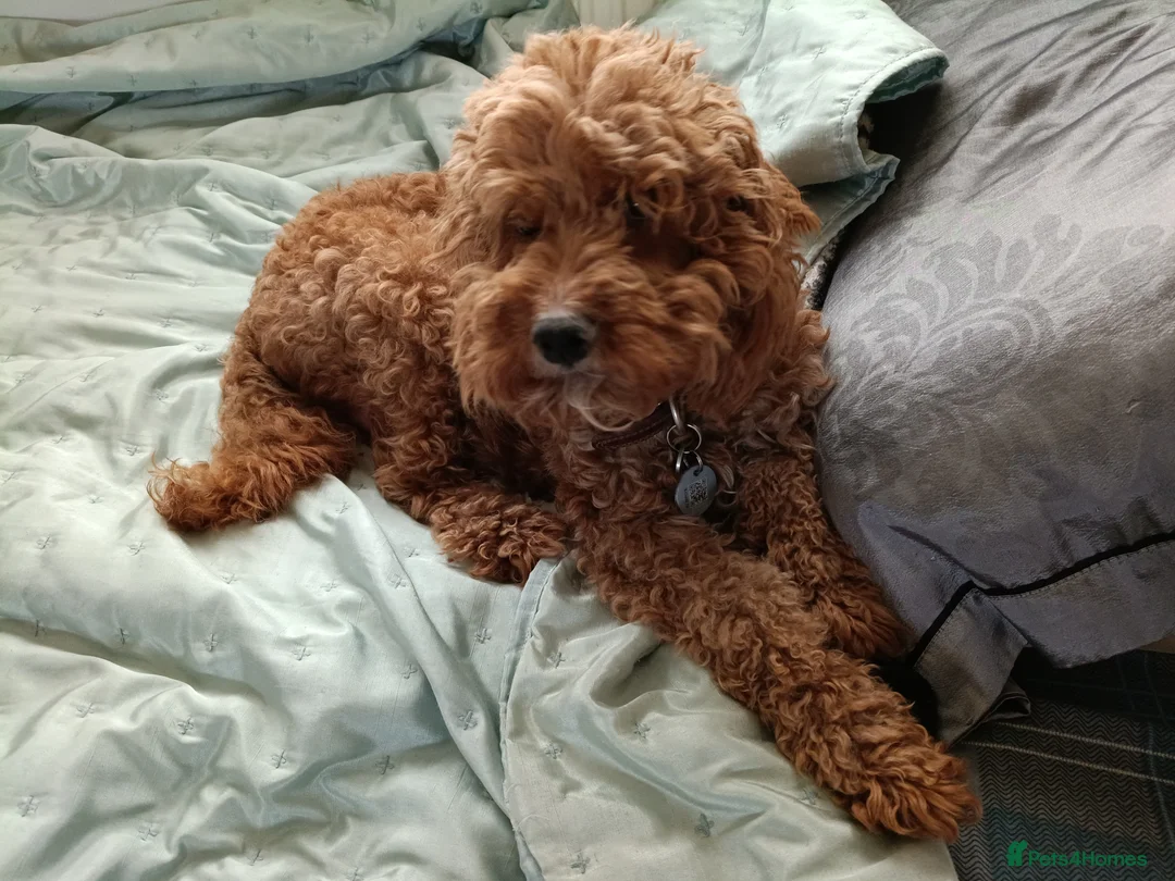 Cockapoo dogs for sale: 1 female 2 males available as 1 female sold  - Advert 1