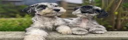 Miniature Schnauzer dogs for sale: Two Exceptional Merle Boy Pups - Advert 1