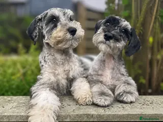 Miniature Schnauzer dogs One Exceptional Merle Boy Available - Advert 3