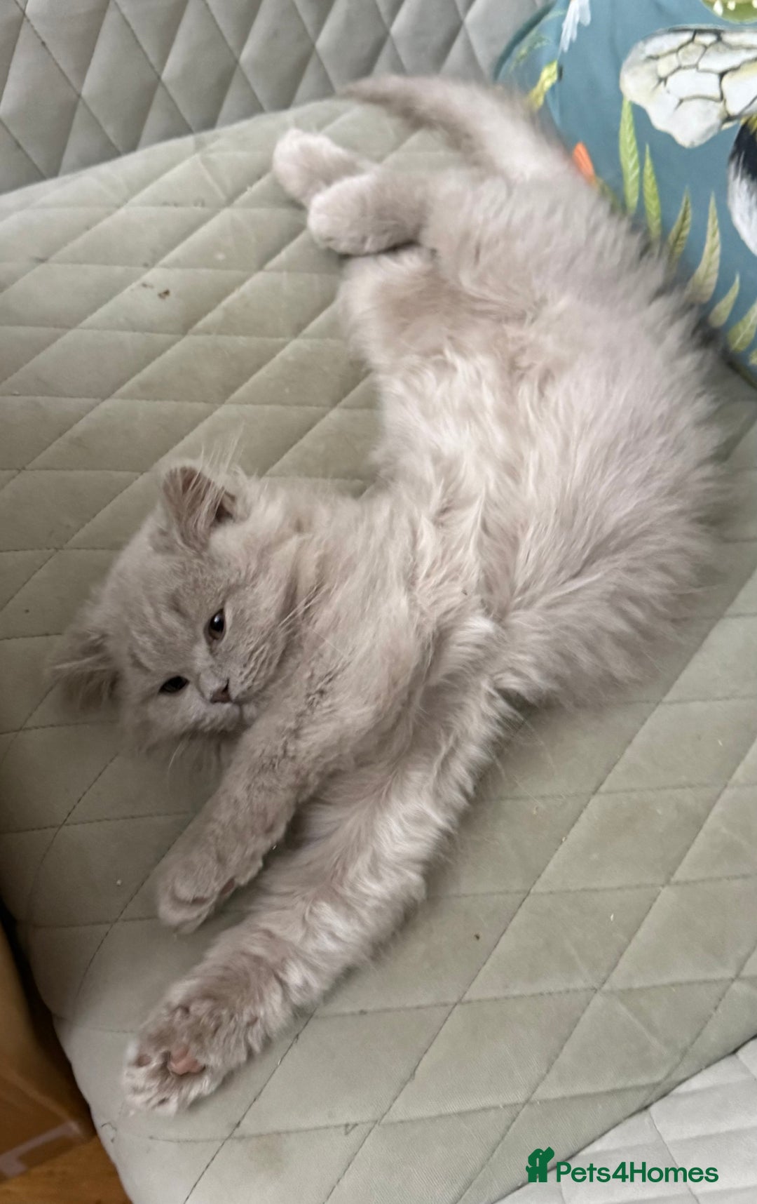 British Longhair cats for sale: British Longhair Lilac - Advert 3