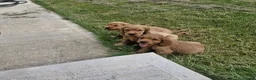 Cocker Spaniel dogs for sale: Golden Show type Cocker Spaniel puppies - Advert 5