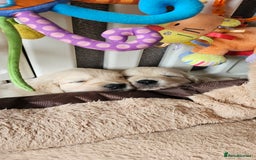 Golden Retriever dogs for sale: Outstanding Kc registered Golden Retriever babies  - Image 11