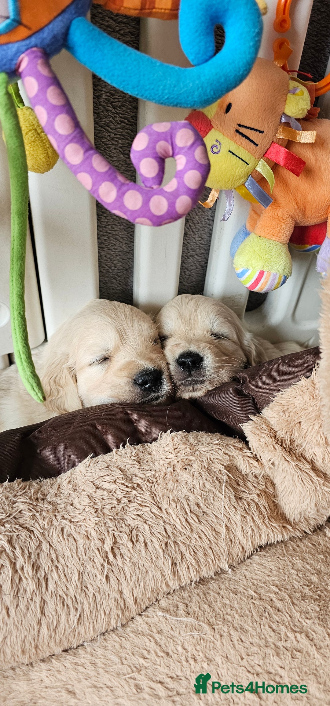 Golden Retriever dogs for sale: Outstanding Kc registered Golden Retriever babies  - Image 11