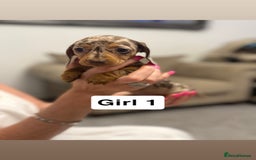 Miniature Dachshund dogs for sale: Stunning baby mini dachshunds  - Image 24