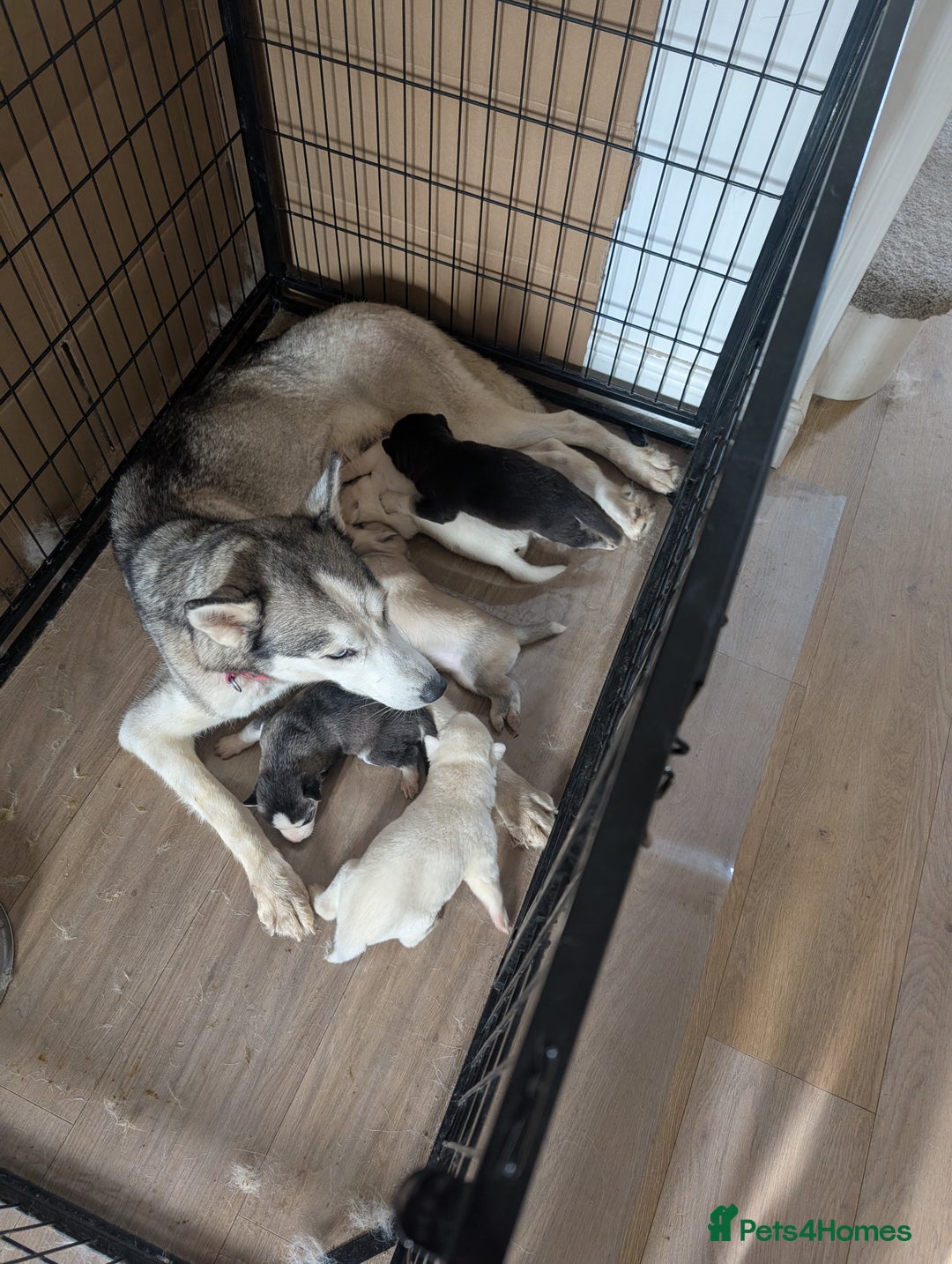Siberian Husky dogs for sale: 5 Syberrian Husky puppies - Image 4