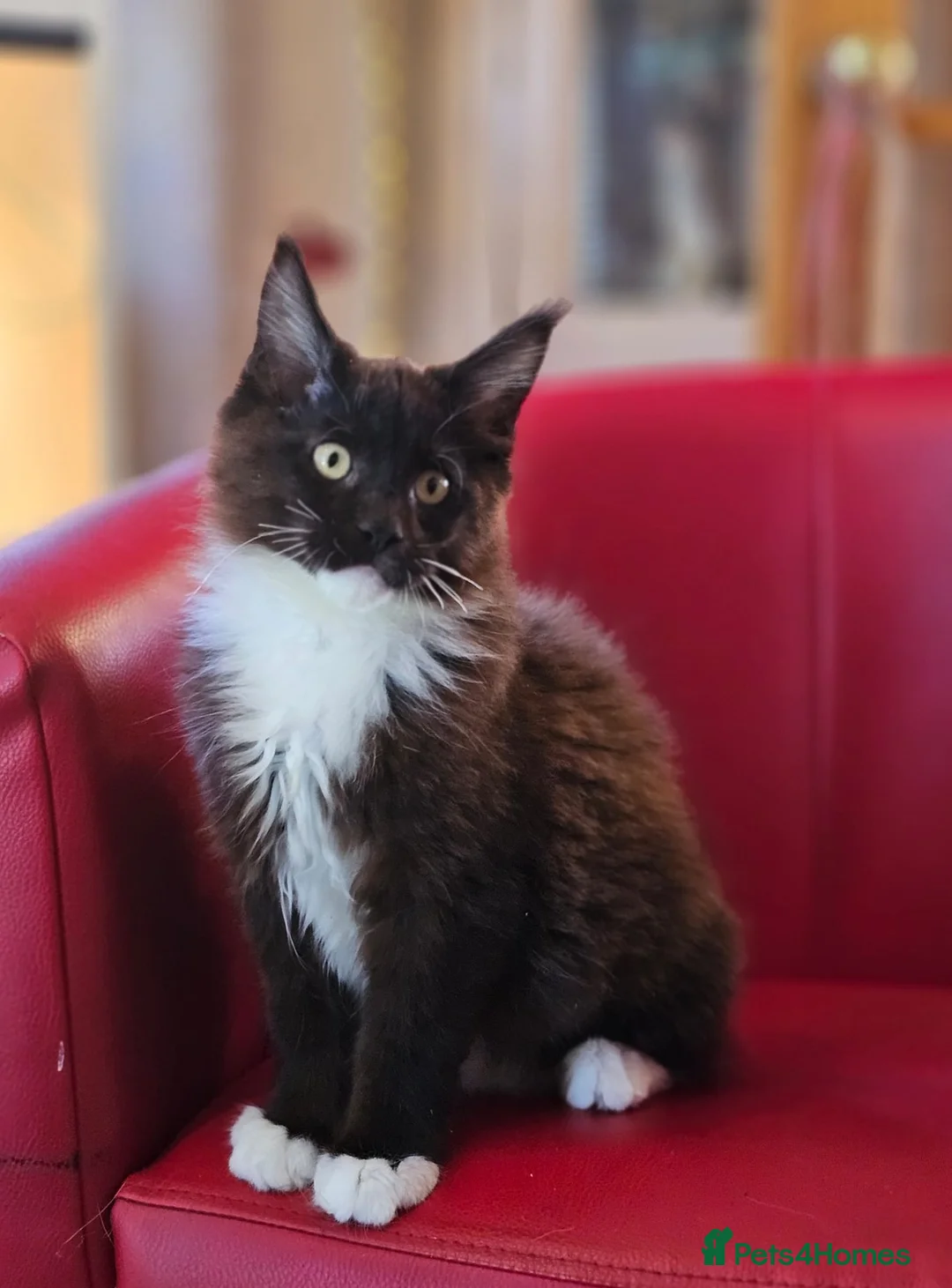 Maine Coon cats for sale: BEAUTIFUL MAINE COON KITTENS FOR SALE - Advert 2