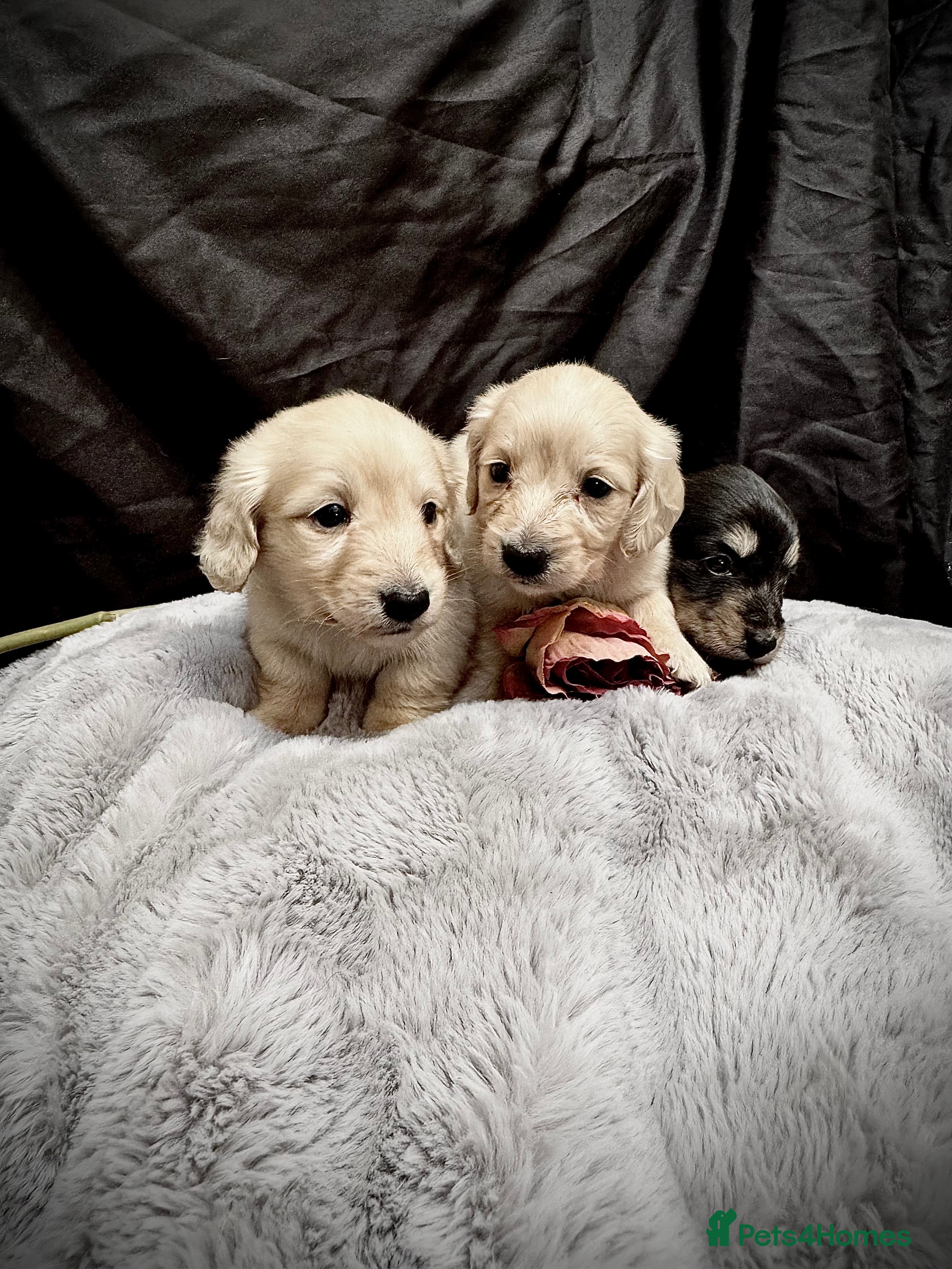 Miniature Dachshund dogs English cream miniature dachshund kc reg - Advert 4