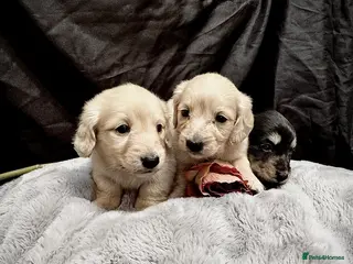 Miniature Dachshund dogs English cream miniature dachshund kc reg - Advert 4