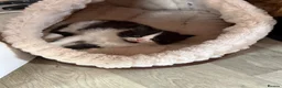 Mixed Breed cats for sale: 3 beautiful kittens in Halifax - Advert 4