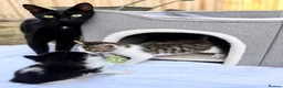 Mixed Breed cats for sale: 3 beautiful kittens  - Advert 6