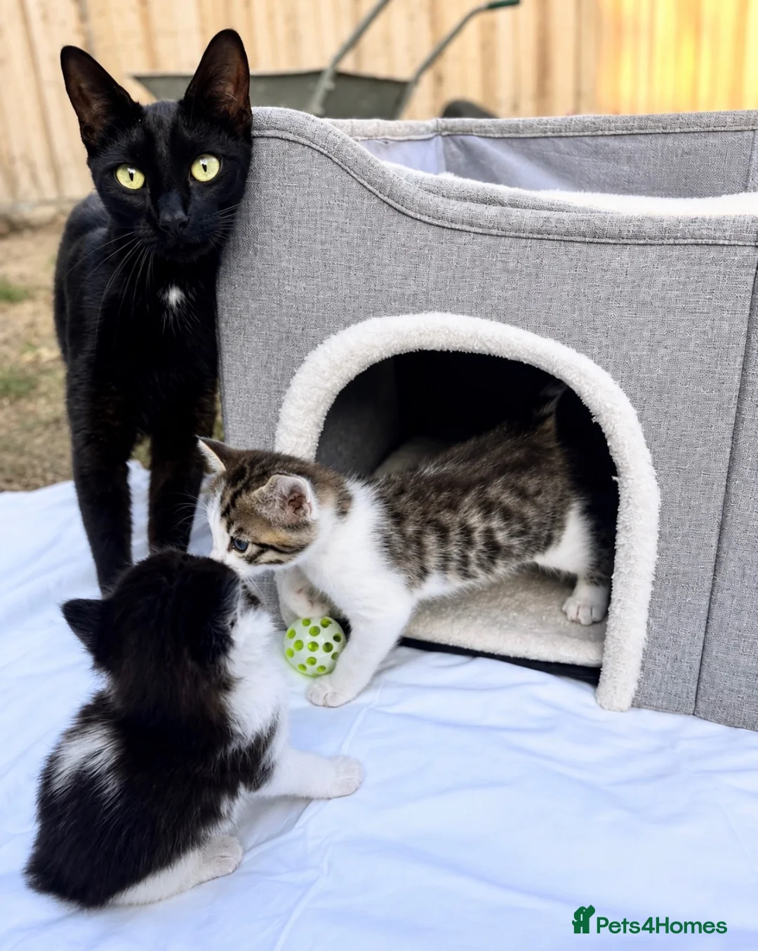 Mixed Breed cats for sale: 3 beautiful kittens  - Advert 6