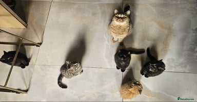 British Shorthair cats Glorious Pure BSH Kittens Ready Now! - Advert 15