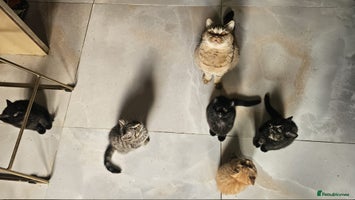 British Shorthair cats Glorious Pure BSH Kittens Ready Now! - Advert 6