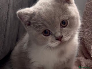 British Shorthair cats Stunning BSH babies ready 14th December - Advert 2