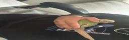 Conures birds for sale: Cooper Pineapple Conure  in Upminster - Advert 6