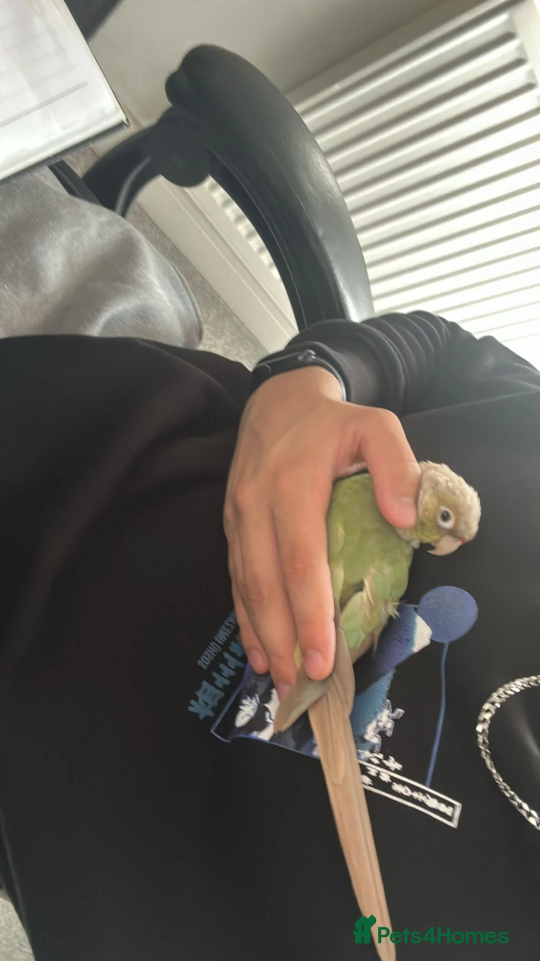 Conures birds for sale: Cooper Pineapple Conure  in Upminster - Advert 6