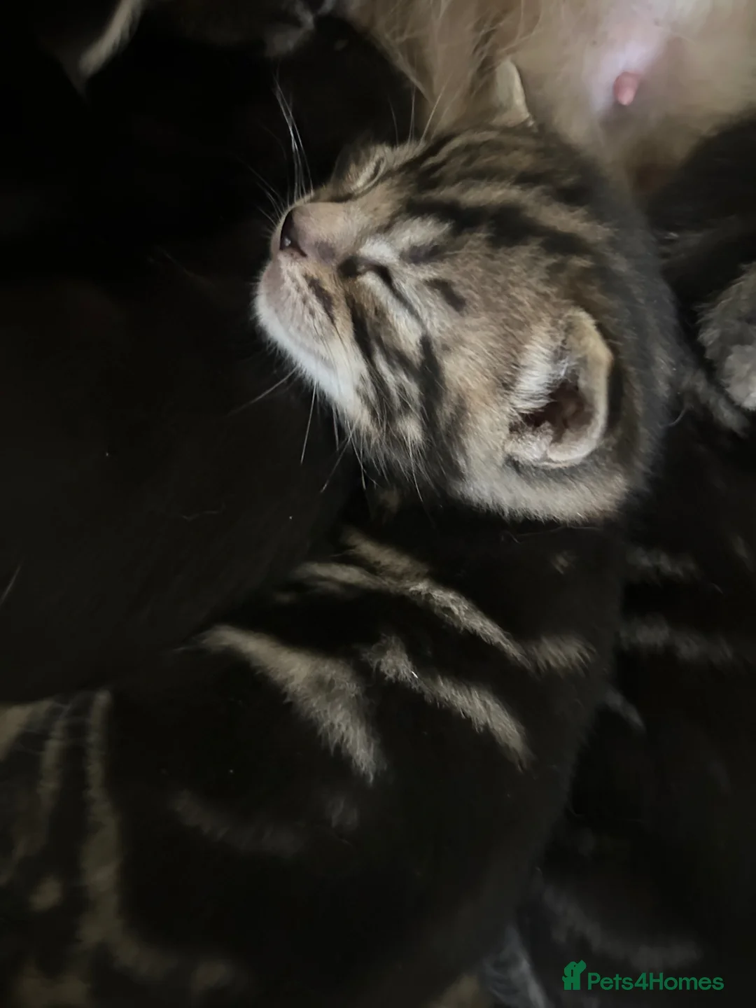 Mixed Breed cats for sale: Tabby kittens  - Advert 2